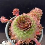 Sempervivum Red Rubin Clustering