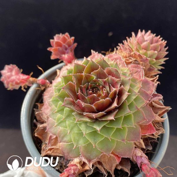 e201-121.jpg Sempervivum Red Rubin Clustering - Image 1