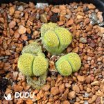 Lithops Terricolor C130 (1000+ pcs)