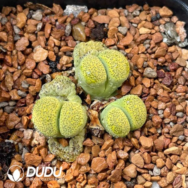 Lithops Terricolor C130 (1000+ pcs) - Image 1