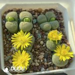 Lithops Yellow Terricolor Jade C354A  (1000+ pcs)