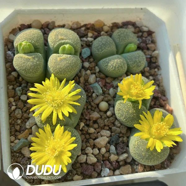 Lithops Yellow Terricolor Jade C354A  (1000+ pcs) - Image 1