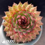Sempervivum Brilliance Of Deven Clustering