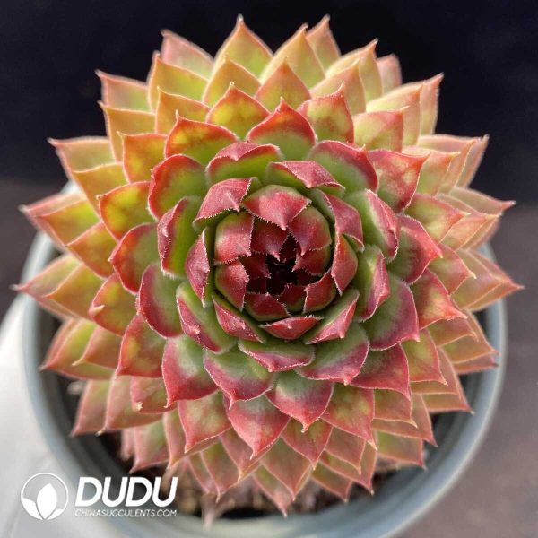 e201-123.jpg Sempervivum Brilliance Of Deven Clustering - Image 1