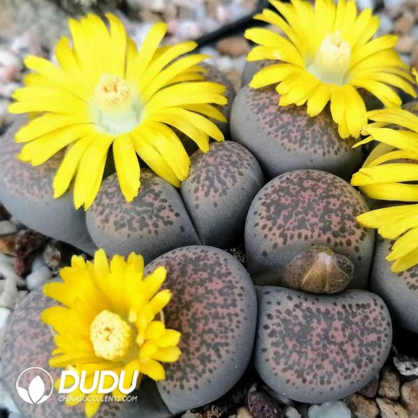 Lithops Terricolor  F188F (1000+ pcs) - Image 1
