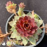 Sempervivum Blown Jewelry Clustering