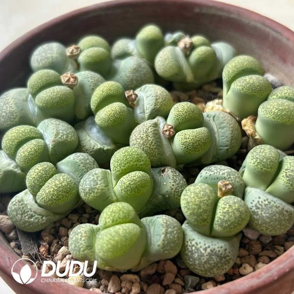 Lithops Green Terricolor (1000+ pcs) - Image 1