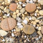 Lithops vallis-mariae 'Valley Girl' C281 (100+ pcs)