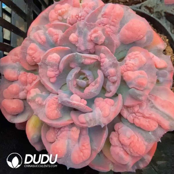 e201-126.jpg Echeveria Rain Drop Variegated - Image 1