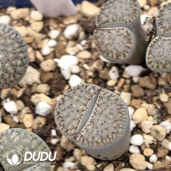 Lithops  dinteri subsp. frederici black C157(1000+ pcs) - Image 1
