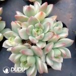 Echeveria Markus Variegated