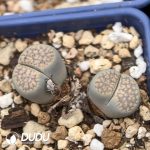 Lithops verruculosa C177(1000+ pcs)
