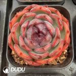 Echeveria Qiao Le Zi