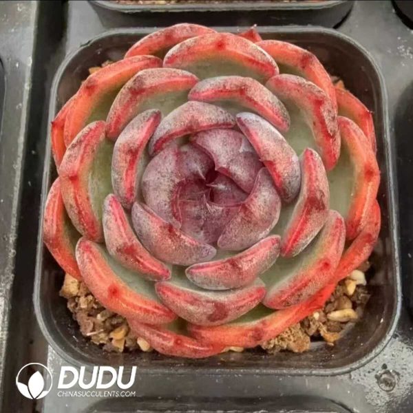 e201-128.jpg Echeveria Qiao Le Zi - Image 1