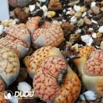 Lithops verruculosa v. verruculosa C200B(1000+ pcs)