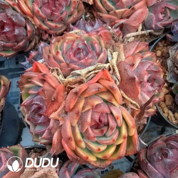 Echeveria Qiao Le Zi Clustering - Image 1