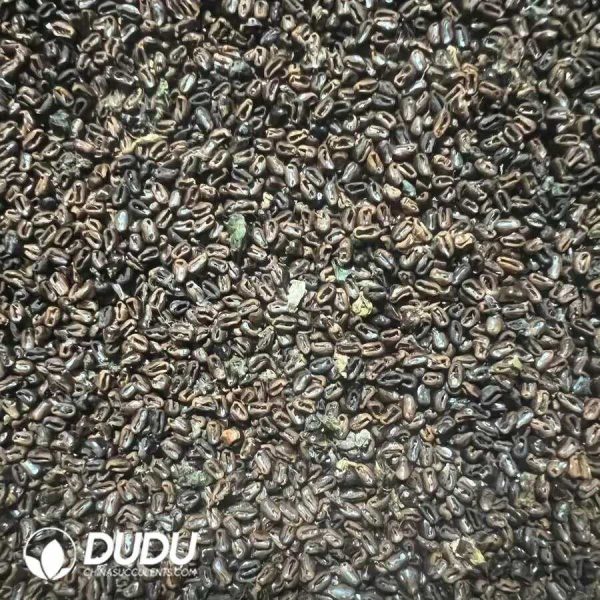 e201-13-1.jpg 500Pcs Cactus Frailea castanea v. nitens Seeds - Image 1