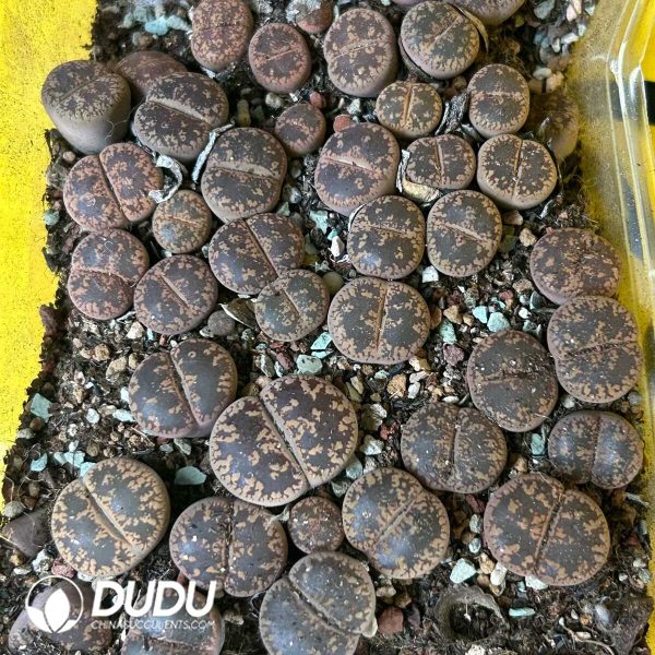 Lithops Black Aucampiae 'Majading' JB (1000+ pcs) - Image 1