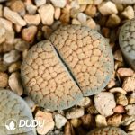 Lithops verruculosa 'Rose of Texas' Red Flower(1000+ pcs)