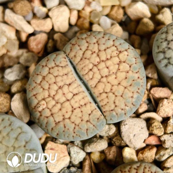Lithops verruculosa 'Rose of Texas' Red Flower(1000+ pcs) - Image 1