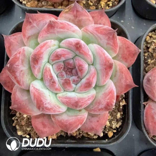 e201-130.jpg Echeveria Purple Card - Image 1