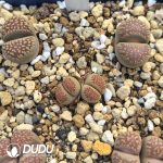 Lithops villetii ssp. deboeri C231(1000+ pcs)