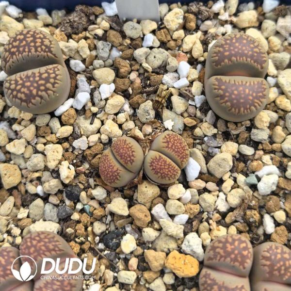 Lithops villetii ssp. deboeri C231(1000+ pcs) - Image 1