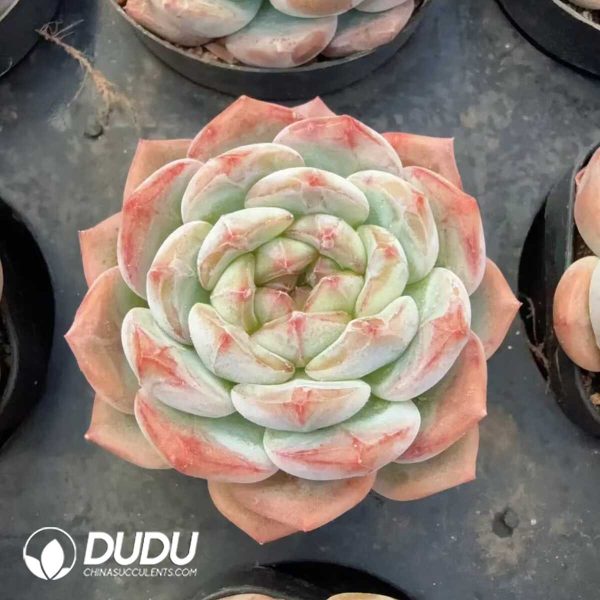 e201-131.jpg Echeveria Lost You Forever - Image 1