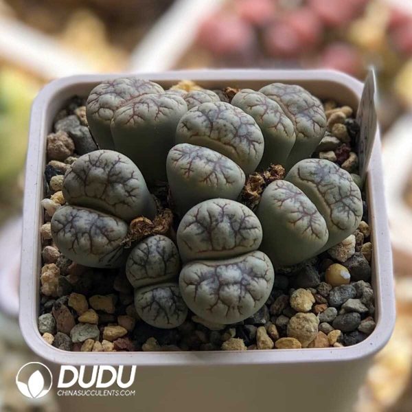 e201-132-1.jpg Lithops werneri C188 (1000+ pcs) - Image 1