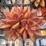 Echeveria Misty Bubbles Clustering