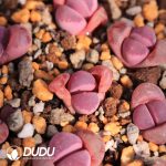 Lithops optica 'Rubra' C81A Red(500+ pcs)