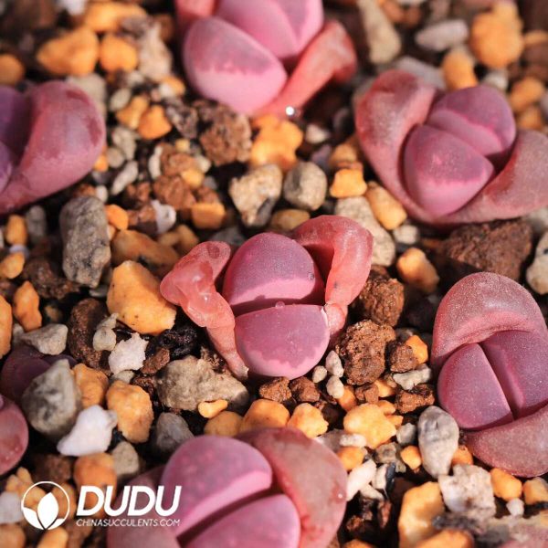 Lithops optica 'Rubra' C81A Red(500+ pcs) - Image 1