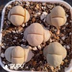 Lithops Ruschiorum v. ruschiorum C101 (500+ pcs)