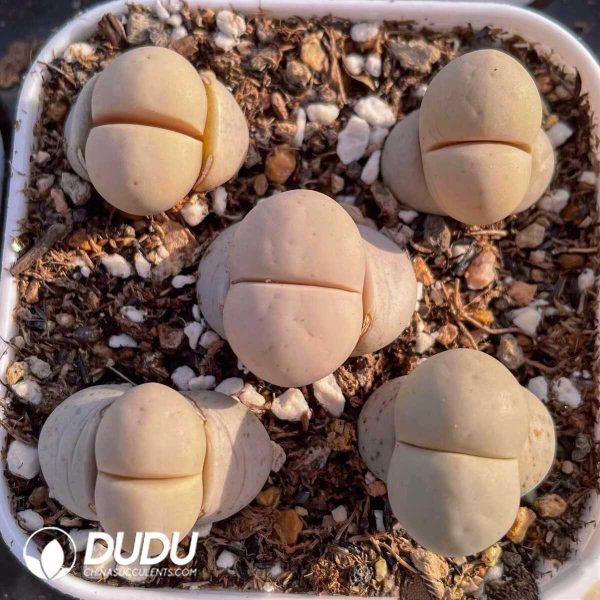 Lithops Ruschiorum v. ruschiorum C101 (500+ pcs) - Image 1