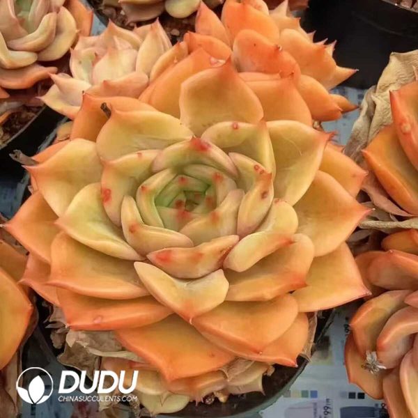 e201-134.jpg Echeveria Angelina (3-4 heads) Clustering - Image 1