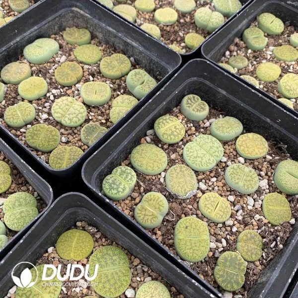 e201-135-1.jpg Lithops Lesliei x Dinteranthus vanzylii (1000+ pcs) - Image 1