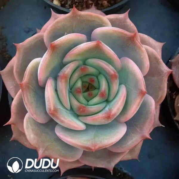 e201-135.jpg Echeveria Preferred Angelina - Image 1