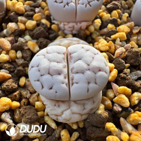Lithops julii ssp. julii C205(1000+pieces) - Image 1