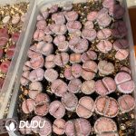 Lithops julii ssp. fulleri v. fulleri C171(1000+pieces)