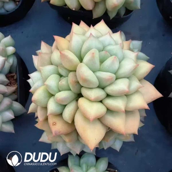 e201-138.jpg Echeveria Ivory Small Clustering - Image 1