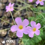 Oxalis carpina??1000pcs Small sizes??