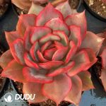 Echeveria Big Europe Moon Goddess Variegated