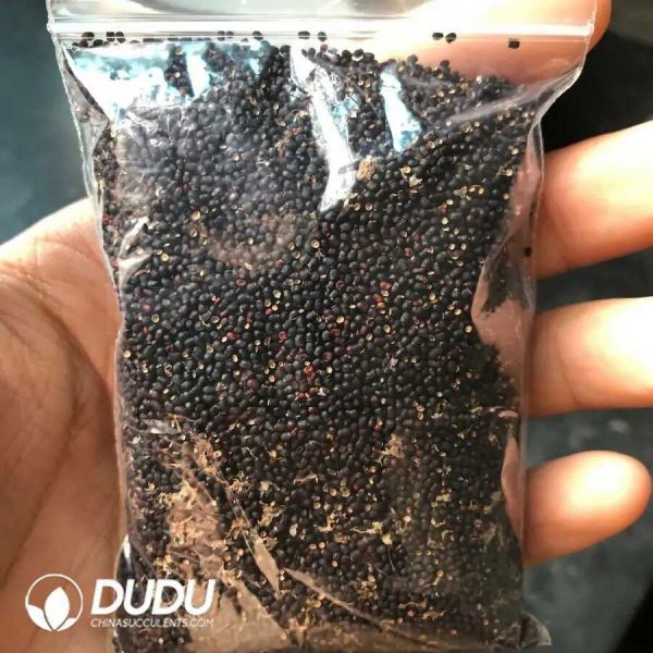 500Pcs Cactus Gymnocalycium mihanovichii Variegate Seeds - Image 1