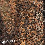 Lithops Aucampiae 'Majading' KG (1000+ pcs)