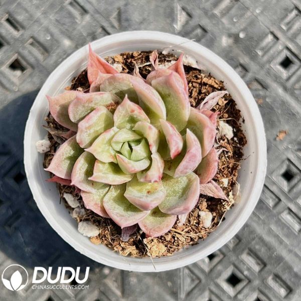 e201-14.jpg Echeveria Autumn Geese - Image 1