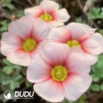 Oxalis blush??1000pcs Medium and large sizes??