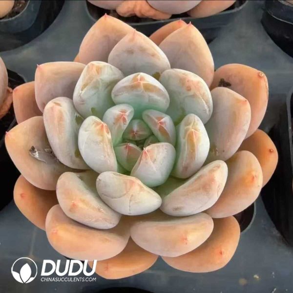 e201-140.jpg Echeveria M-sized fire egg - Image 1