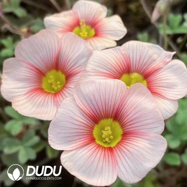 e201-141-1.jpg Oxalis blush??1000pcs Small size?? - Image 1