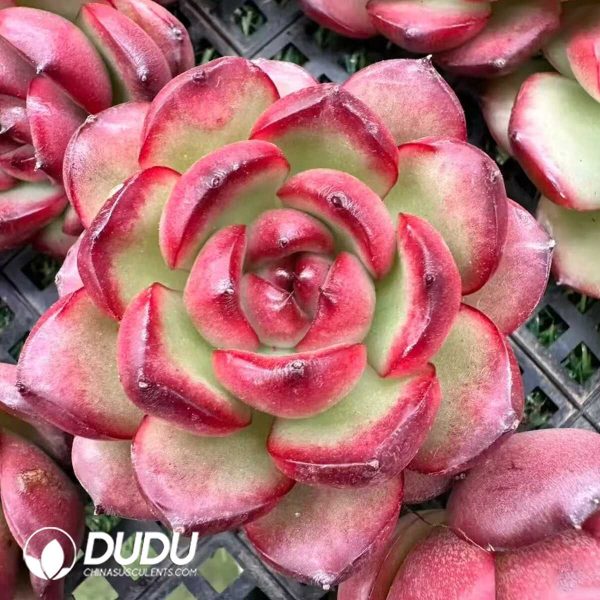 e201-141.jpg Echeveria Montblanc - Image 1