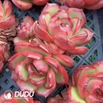 Echeveria Montblanc Double Head